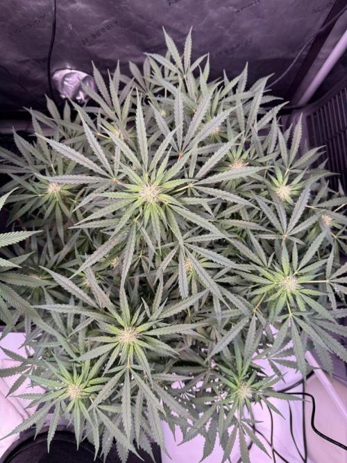 Sour HubbaBubba Haze-Mephisto Bonus. Week 9 - Day 57