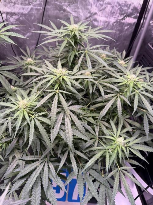 Sour HubbaBubba Haze-Mephisto Bonus. Week 9 - Day 57