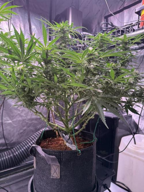 Sour HubbaBubba Haze-Mephisto Bonus. Week 9 - Day 59