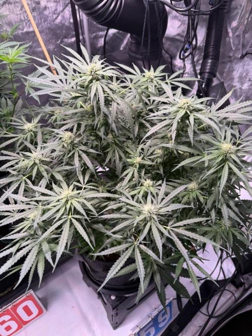 Sour HubbaBubba Haze-Mephisto Bonus. Week 9 - Day 59