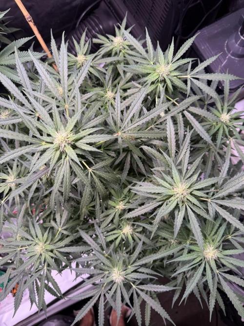 Sour HubbaBubba Haze-Mephisto Bonus. Week 9 - Day 59