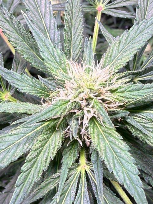 Sour HubbaBubba Haze-Mephisto Bonus. Week 9 - Day 59
