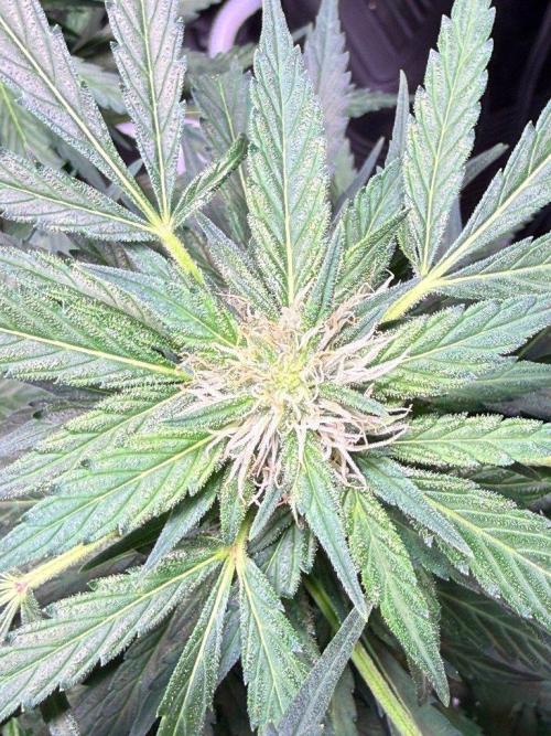 Sour HubbaBubba Haze-Mephisto Bonus. Week 9 - Day 59