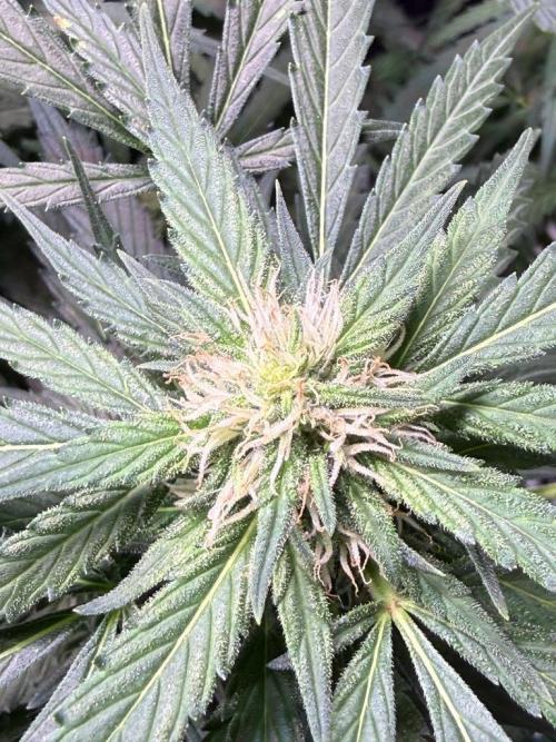 Sour HubbaBubba Haze-Mephisto Bonus. Week 9 - Day 59