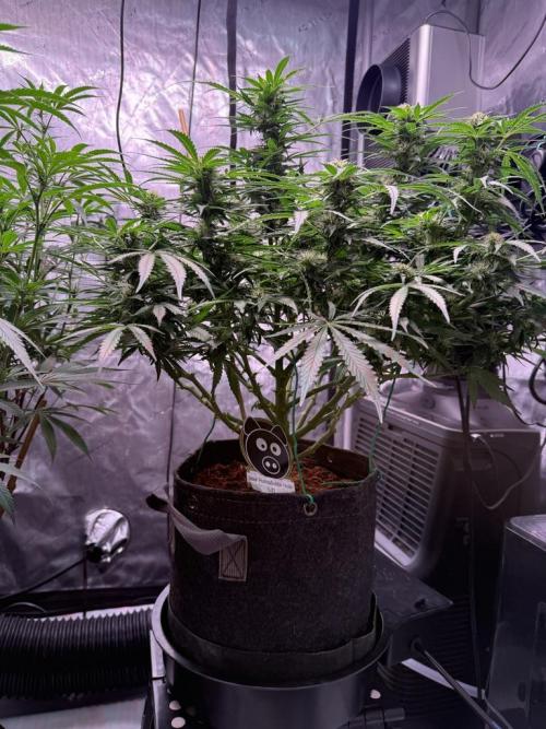 Sour HubbaBubba Haze-Mephisto Bonus. Week 9 - Day 61