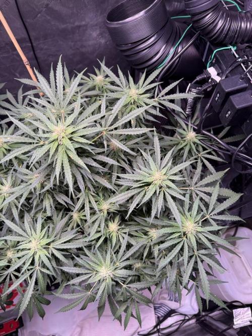 Sour HubbaBubba Haze-Mephisto Bonus. Week 9 - Day 61