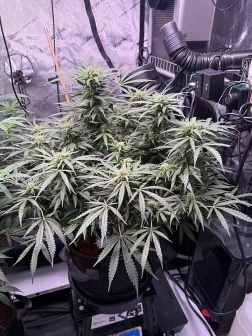 Sour HubbaBubba Haze-Mephisto Bonus. Week 9 - Day 61