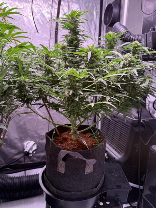 Sour HubbaBubba Haze-Mephisto Bonus. Week 9 - Day 63