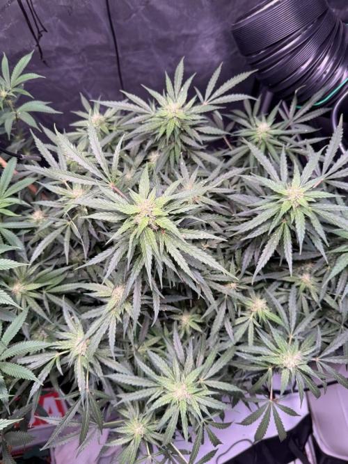Sour HubbaBubba Haze-Mephisto Bonus. Week 9 - Day 63