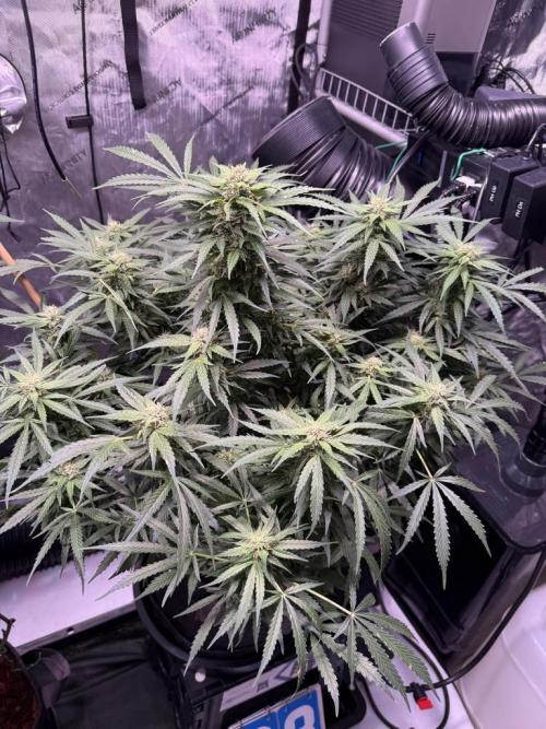 Sour HubbaBubba Haze-Mephisto Bonus. Week 9 - Day 63