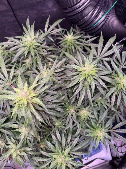 Sour HubbaBubba Haze-Mephisto Bonus. Week 10 - Day 68