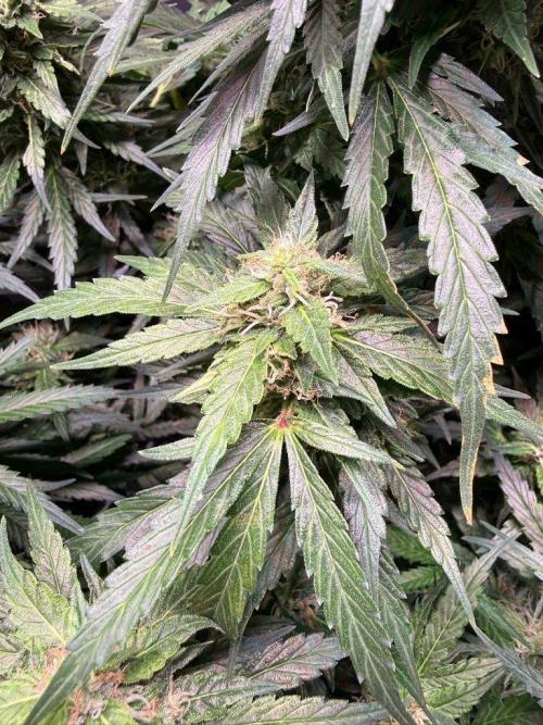 Sour HubbaBubba Haze-Mephisto Bonus. Week 10 - Day 68