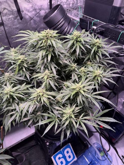 Sour HubbaBubba Haze-Mephisto Bonus. Week 10 - Day 68