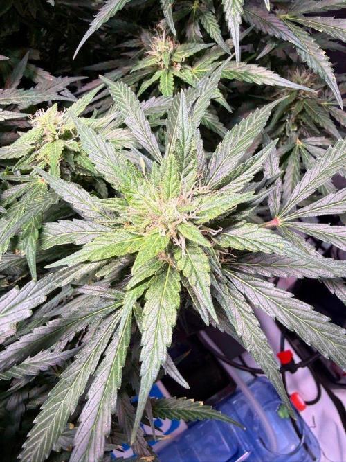 Sour HubbaBubba Haze-Mephisto Bonus. Week 10 - Day 68
