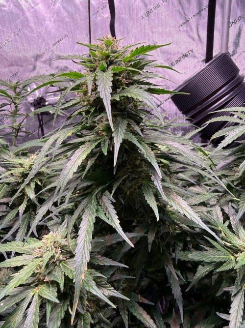 Sour HubbaBubba Haze-Mephisto Bonus. Week 10 - Day 68