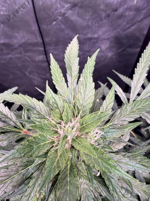Sour HubbaBubba Haze-Mephisto Bonus. Week 10 - Day 68
