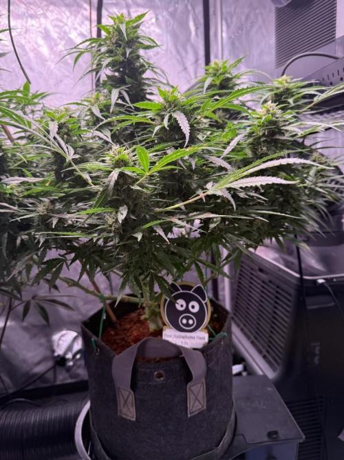 Sour HubbaBubba Haze-Mephisto Bonus. Week 10 - Day 68