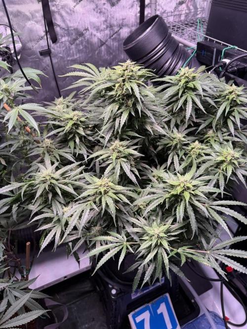 Sour HubbaBubba Haze-Mephisto Bonus. Week 11 - Day 71