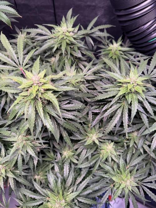 Sour HubbaBubba Haze-Mephisto Bonus. Week 11 - Day 71