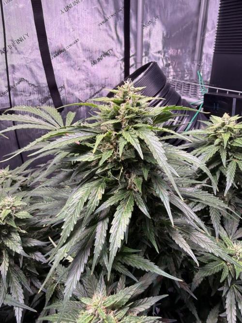 Sour HubbaBubba Haze-Mephisto Bonus. Week 11 - Day 71