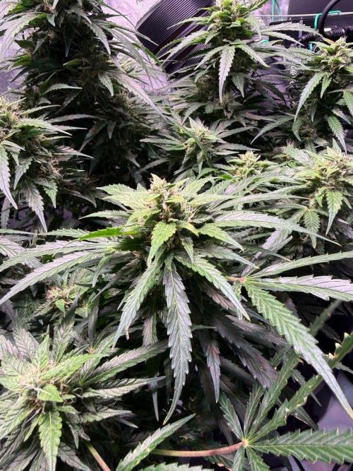 Sour HubbaBubba Haze-Mephisto Bonus. Week 11 - Day 71