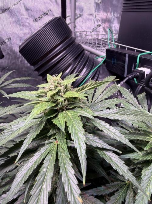 Sour HubbaBubba Haze-Mephisto Bonus. Week 11 - Day 71