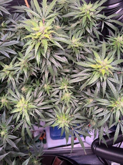 Sour HubbaBubba Haze-Mephisto Bonus. Week 11 - Day 73