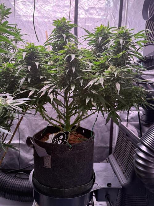 Sour HubbaBubba Haze-Mephisto Bonus. Week 11 - Day 73