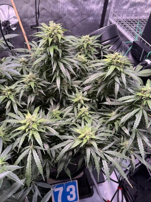 Sour HubbaBubba Haze-Mephisto Bonus. Week 11 - Day 73