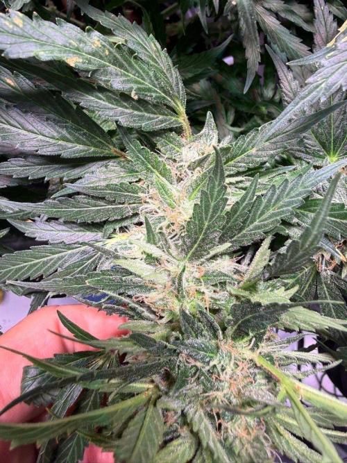 Sour HubbaBubba Haze-Mephisto Bonus. Week 11 - Day 75
