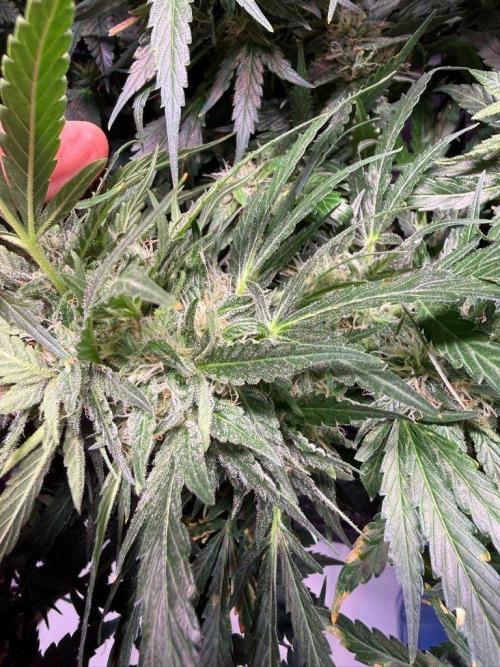 Sour HubbaBubba Haze-Mephisto Bonus. Week 11 - Day 75