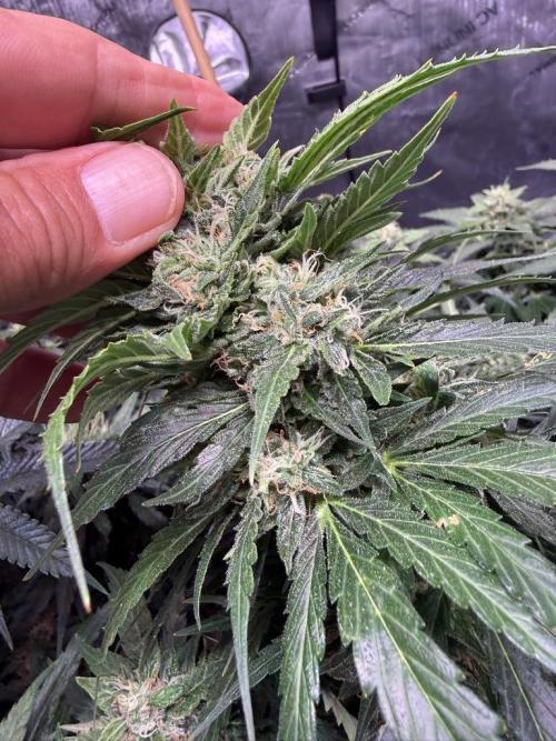 Sour HubbaBubba Haze-Mephisto Bonus. Week 11 - Day 75