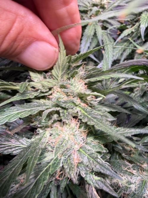 Sour HubbaBubba Haze-Mephisto Bonus. Week 11 - Day 75