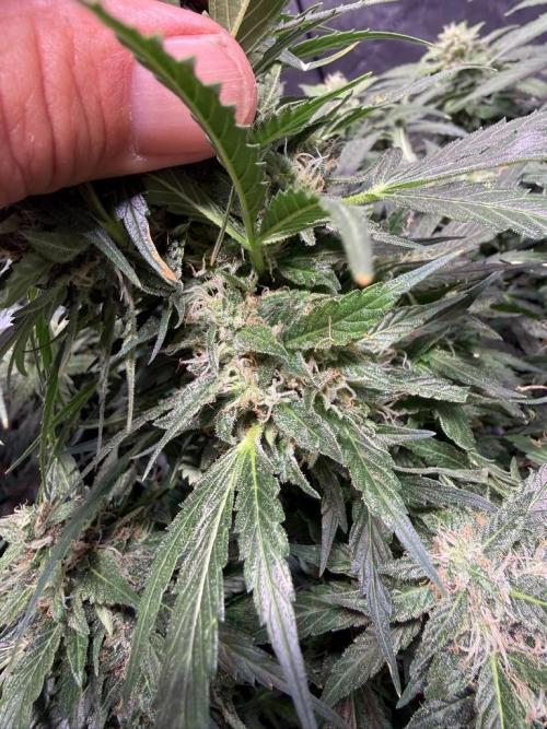 Sour HubbaBubba Haze-Mephisto Bonus. Week 11 - Day 75
