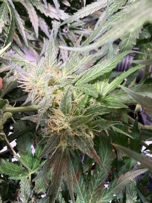 Sour HubbaBubba Haze-Mephisto Bonus. Week 11 - Day 75