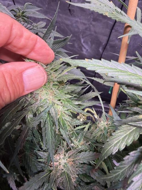 Sour HubbaBubba Haze-Mephisto Bonus. Week 11 - Day 75
