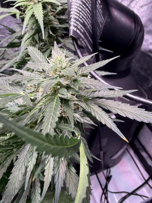 Sour HubbaBubba Haze-Mephisto Bonus. Week 11 - Day 75