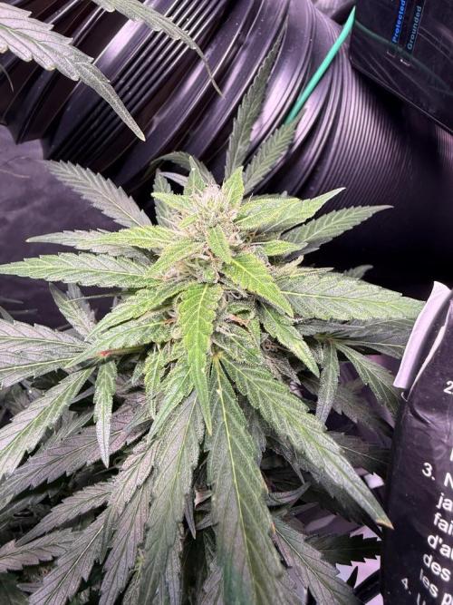 Sour HubbaBubba Haze-Mephisto Bonus. Week 11 - Day 75