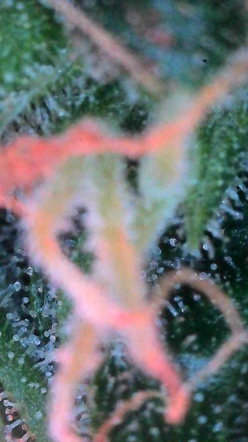Sour HubbaBubba Haze-Mephisto Bonus. Week 11 - Day 76