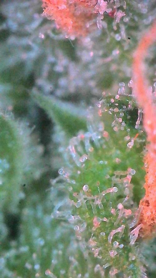 Sour HubbaBubba Haze-Mephisto Bonus. Week 11 - Day 76