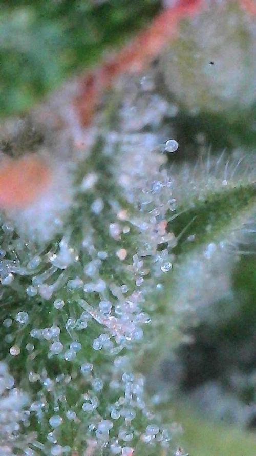 Sour HubbaBubba Haze-Mephisto Bonus. Week 11 - Day 76