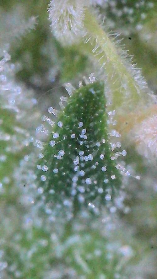 Sour HubbaBubba Haze-Mephisto Bonus. Week 11 - Day 76