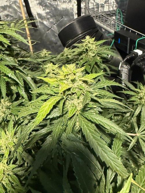 Sour HubbaBubba Haze-Mephisto Bonus. Week 11 - Day 77