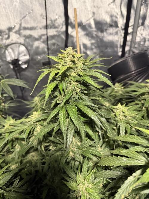 Sour HubbaBubba Haze-Mephisto Bonus. Week 11 - Day 77