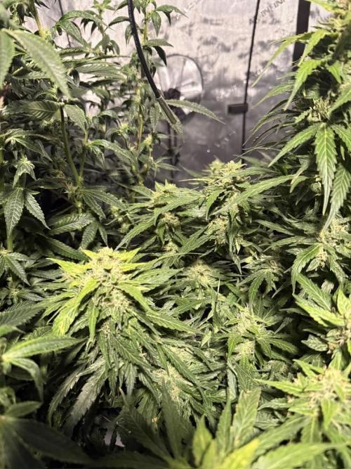 Sour HubbaBubba Haze-Mephisto Bonus. Week 11 - Day 77