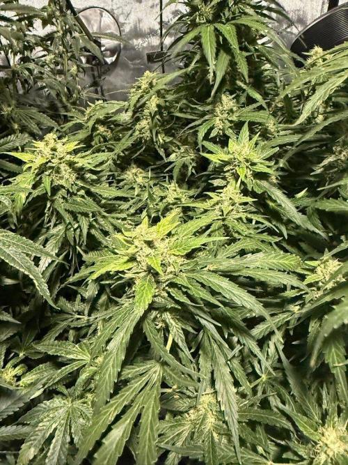 Sour HubbaBubba Haze-Mephisto Bonus. Week 11 - Day 77