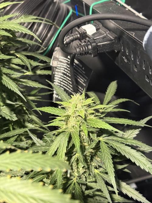 Sour HubbaBubba Haze-Mephisto Bonus. Week 11 - Day 77