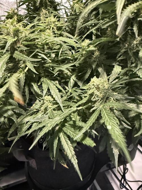 Sour HubbaBubba Haze-Mephisto Bonus. Week 11 - Day 77
