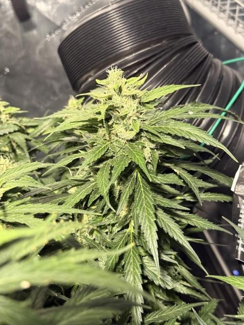 Sour HubbaBubba Haze-Mephisto Bonus. Week 11 - Day 77