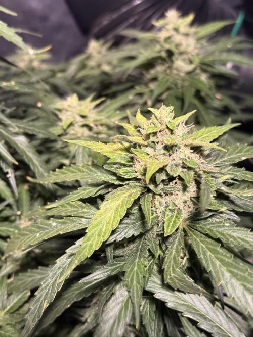 Sour HubbaBubba Haze-Mephisto Bonus. Week 11 - Day 77